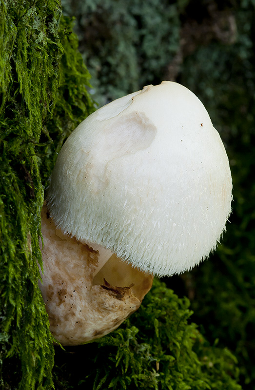 Volvariella bombycina